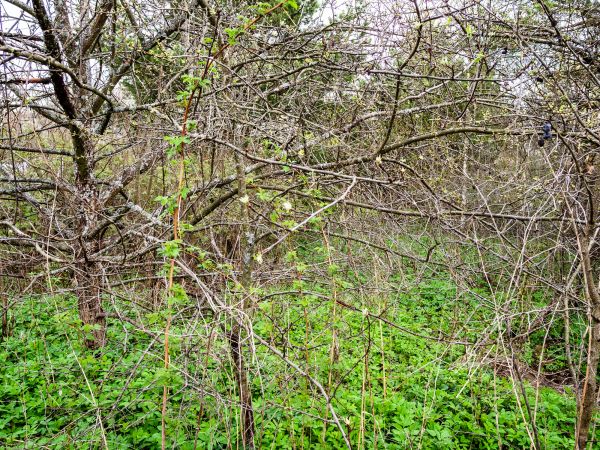 Underbrush Clearing in York