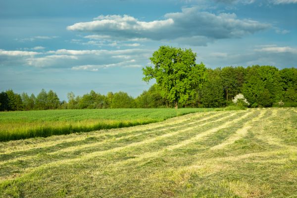 Cost of Vegetation Removal in York