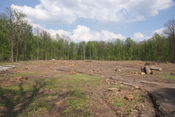 Cost of Pasture Clearing in York