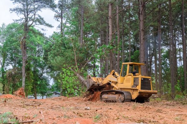 Forest Thinning in York