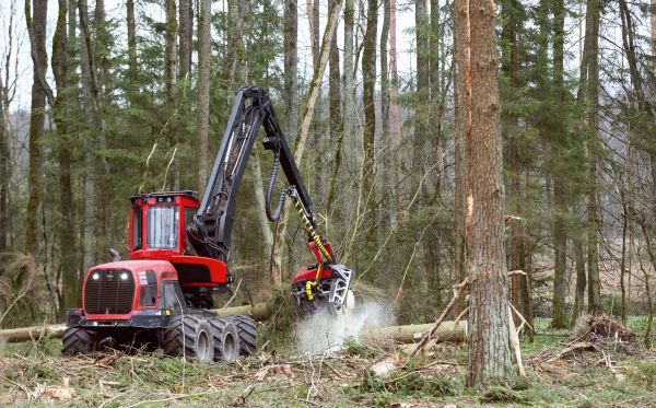 Cost of Forest Clearance Service in York