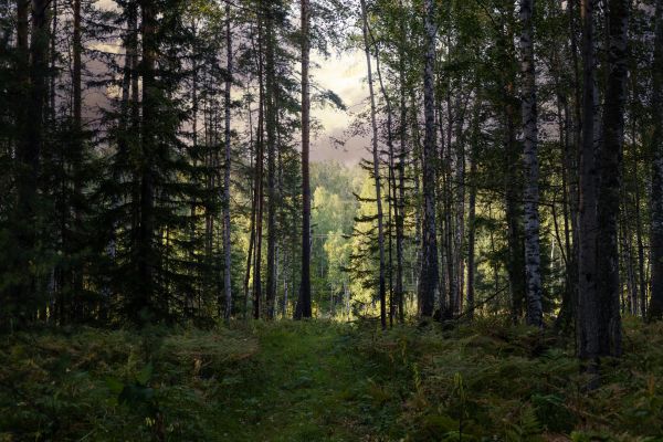 Cost of Pine Tree Clearing in York