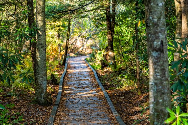 Cost of Trail Clearing in York